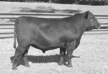 4 2@113 This trouble-free breeding bull does not sacrifice on pounds with a 709# and over 1260# at a year.