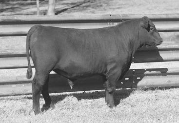 10 8H4 Performance Tested Bulls - Videos at www.tokeena.