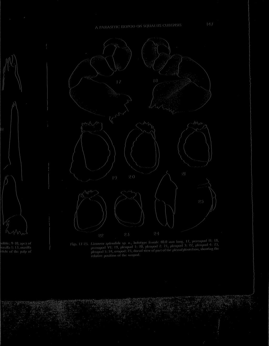 A PARASITIC ISOPOD ON SQUALUS CUBENSIS 11 25 22 23 24 KJ Figs. 17-25. Lironeca splendida sp.