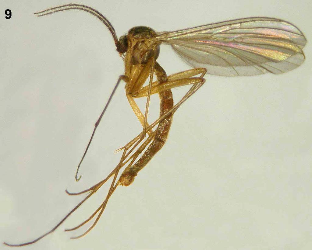 FIGURE 9 11. Acomopterella martinovskyi sp. n. 9. male habitus; 10. wing venation; 11. fore tibia. FIGURE 12.