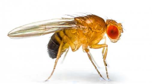 Fruit Flies Red-eyed fruit flies and dark-eyed fruit flies, also known as Drosophildae, the most common of small fly species can be found infesting restaurants, homes and other buildings.