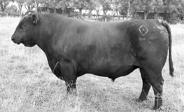 exceptional in 2014 with a total clearance of 104 bulls across both the two year sale and the