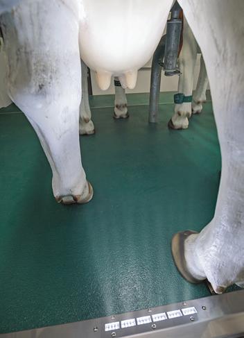 IllumiCurb Parlour lighting where you need it Early detection of injuries and changes in the udder condition and teats is becoming ever more important in particular from an