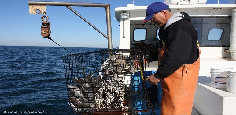 The commercial fishery for black sea bass (BSB) uses primarily two gear types: Multi-species