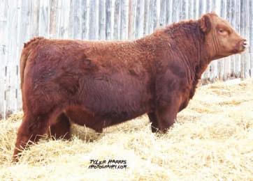 Our sires - Mystic 16X and Red Howe Bold Future 86T are extremely consistent and this pen is proof of that. All the fall bulls are sired by these two.
