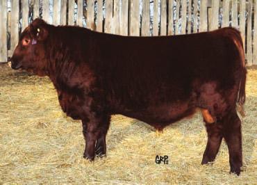 16X combines exceptional maternal strength with one of the industry s most consistent elite sires used in the last 10 years.