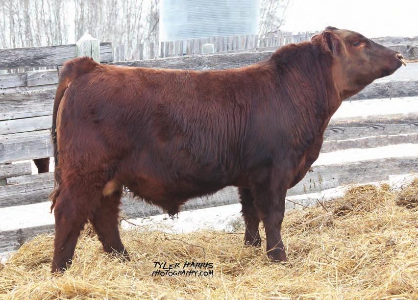 12. Apex 15A One of the bulls we took to Agribition and a definite pen favorite! Rock solid pedigree with Mulberry, Blaze V415, Boomer 803B and the famous Blackbird cow line on the dam side!
