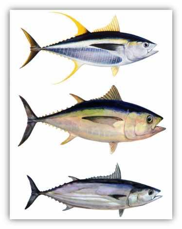 Figure 3: Tropical tunas from top to bottom - YFT, BET and SKJ (source: IOTC) Of the 16 species managed by the IOTC, five are the object of fully quantitative stock assessment methods.