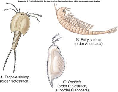 d. Other Endocrine Functions 1. removing eyestalks accelerates molting & prevents color changes to match background 2.