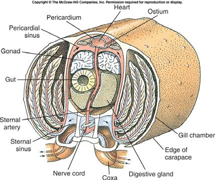 3. Internal Features - muscular & nervous systems & segmentation show metamerism of annelid-like ancestor - Hemocoel a. major body space in arthropods is not a coelom but a blood-filled hemocoel b.