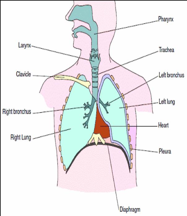Respiratory Disorders Partners in Quality Care- April 2018 p.2 Every cell in the body needs oxygen in order to live. The air we breathe contains oxygen and other gases.