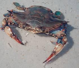 BLUE CRAB CATCH RATES IN DERELICT TRAPS Site Salinity (ave) Catch rate (crabs/trap/day) G 5.9 0.26 (SE=0.08) C 16.2 0.27 (SE=0.08) S 19.8 0.20 (SE=0.06) Y 20.0 0.21 (SE=0.09) Average = 0.