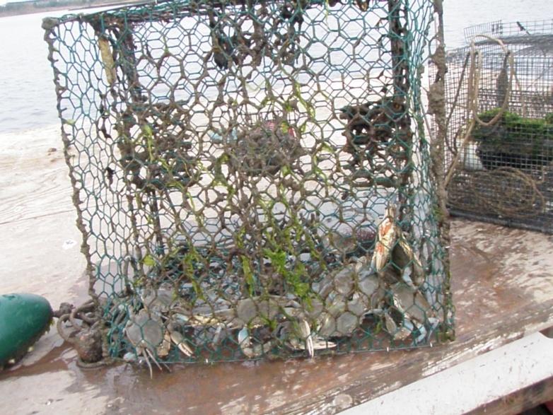 TOTAL BYCATCH- WATERMEN REMOVAL PROGRAM Female Blue Crab 1875 Male Blue Crab 1414 Oyster Toadfish 856