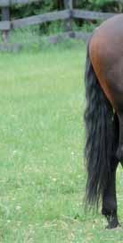 Understanding Saddle Fit The horse s asymmetry must be part of the equation.