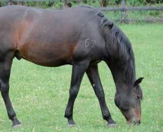Most horses can be observed with their left front leg forward during grazing. gorged with blood.