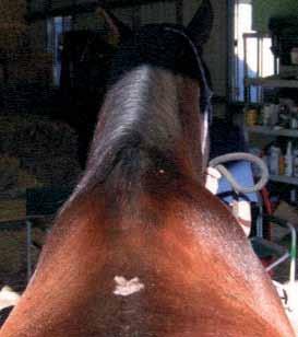 Our general methodology in working with horses would also seem to underline the affinity we have with the left side of the horse.
