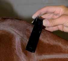 Fitting the Horse s Shoulder A B C To protect the cartilage cap at the tip of the shoulder blade, it is crucial to fit the gullet plate properly behind both shoulders (especially the larger one).
