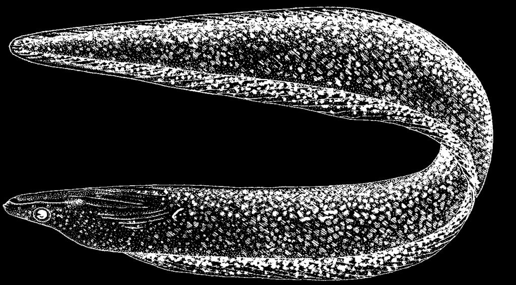 Anguilliformes: Muraenidae 713 Gymnothorax vicinus (Castelnau, 1855) Frequent synonyms / misidentifications: Lycodontis vicinus (Castelnau, 1855) / None.