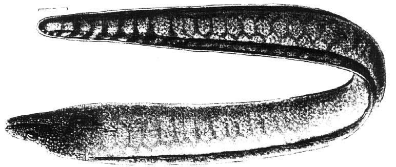 Northern Gulf of Mexico from Mobile Bay area west to Texas, and off Yucatán and Honduras. Gymnothorax polygonius Poey, 1876 En - Polygon moray. Maximum size to 84 cm.