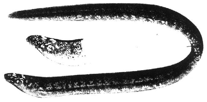 MMA Muraena robusta Osório, 1909 MMO En - Stout moray; Fr - Murène robuste; Sp - Morena robusta. Maximum size to 186 cm.