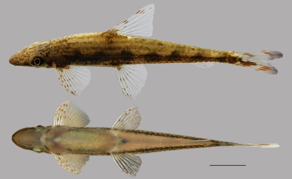 Arunachalam et al.- Two new species of Psilorhynchus from India 219 Figure 5. Dorso-lateral (upper) and ventral (lower) coloration of Psilorhynchus kuwana sp. nov. Holotype; MSUMNH 1, male, 65.