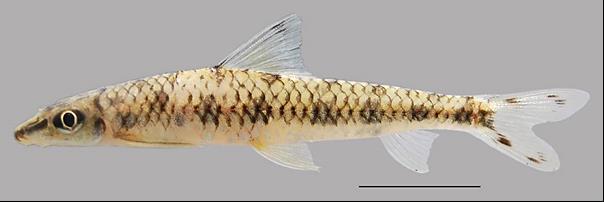 212 FISHTAXA (2017) 2(4): 210-225 Figure 1. Lateral coloration of Psilorhynchus platydorsalis sp. nov. Holotype: ZSI/SRS F.8440, male, 38.