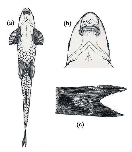 , showing aspects of body, head, and fins for shape, size, squamation and pigmentation.
