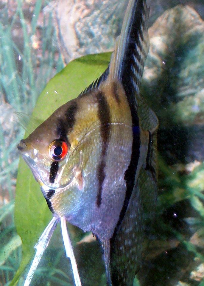 The Lateral Line Page 11 Species Profile: Pterophyllum scalare - Angelfish by Lisa Boorman A little background information is required to understand the status of these fish in the hobby.
