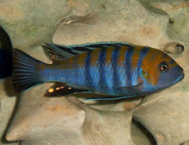 The Lateral Line Page 14 Species Profile: Cynotilapia afra Cobwe - Orange Back Cynotilapia afra Cobwe or Orange Back, are native to Lake Malawi.