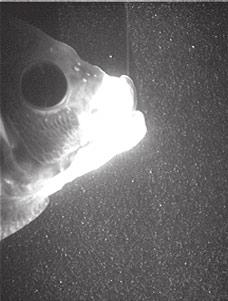 2654 T. E. Higham, S. W. Day and P. C. Wainwright In the present study we visualized the flows generated by suction-feeding bluegill sunfish using digital particle image velocimetry (DPIV; Fig. 1; e.