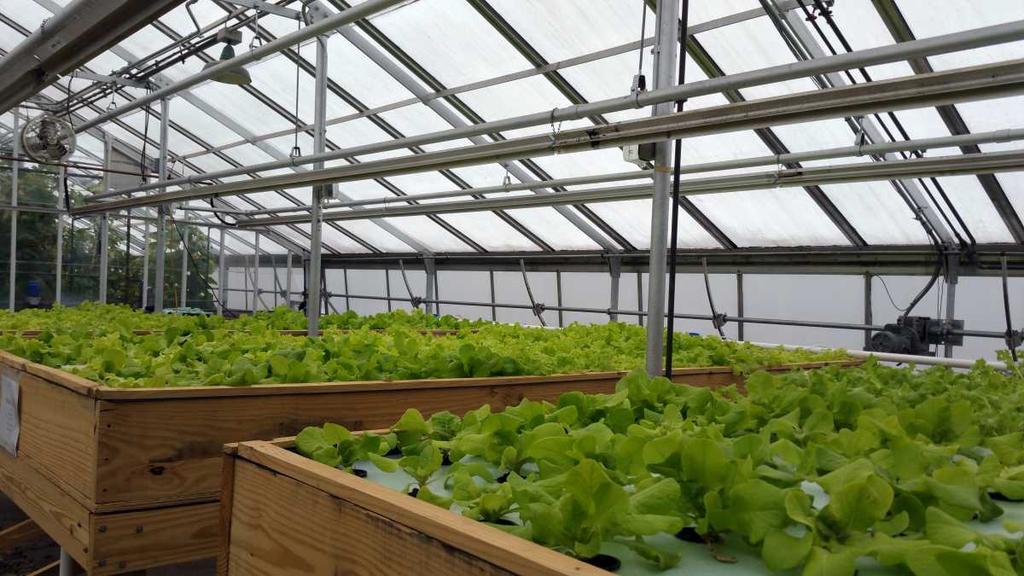 Page 19 Fish and Plants, Working Together: UNH Launches Aquaculture Farming Project Lori Wright R esearchers at the University of New Hampshire have launched an integrated aquaculture farming