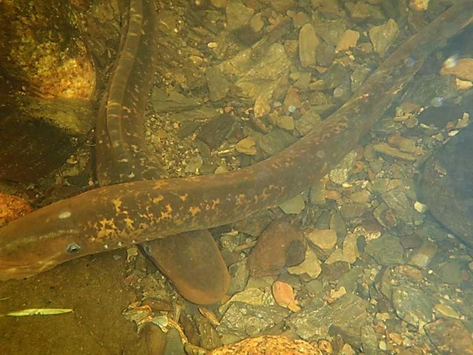 Page 24 Recent Publications SEA LAMPREY CARCASSES EXERT LOCAL AND VARIABLE FOOD WEB EFFECTS IN A NUTRIENT LIMITED ATLANTIC COASTAL STREAM D.M. Weaver, S.M. Coghlan Jr., and J.