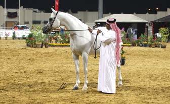 Sheikh Hamad bin Ali Al Thani, a master breeder and passionate Arabian horse lover since childhood, is this magnificent creature s greatest fan - and of course, his breeder as well.