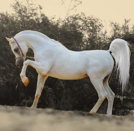 In 1992, the Emir, His Highness Sheikh Hamad bin Khalifa Al Thani, founded Al Shaqab based on his undying passion for everything Arabian horse.