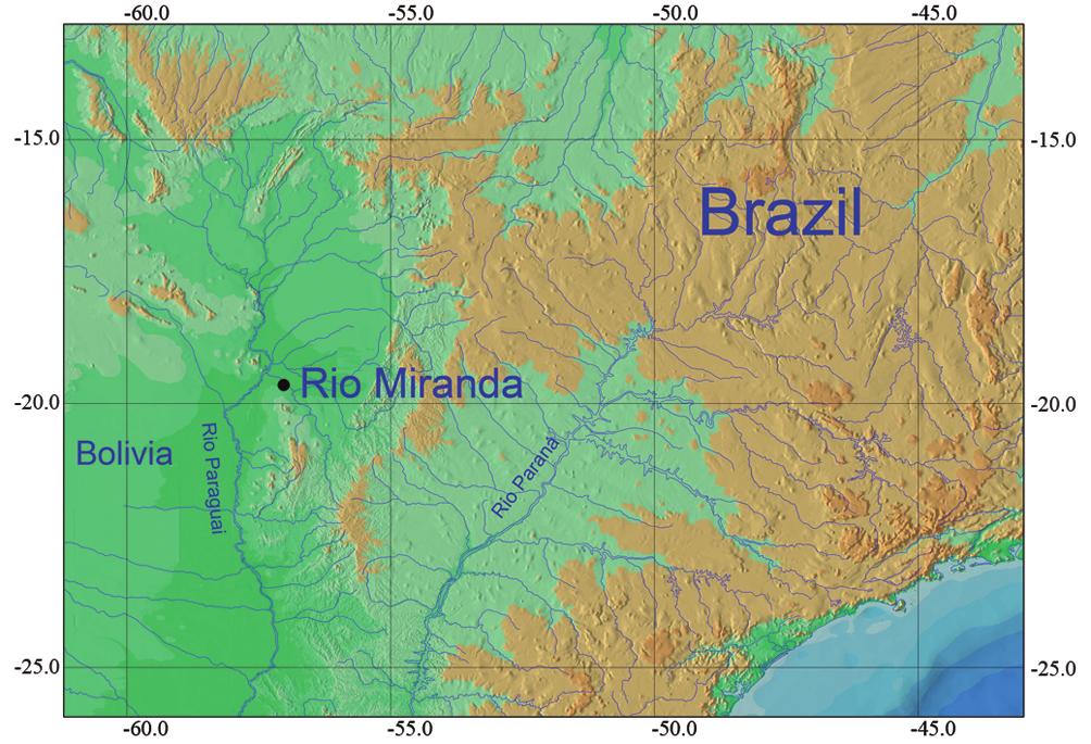 Cryptic species of the genus Pimelodella 102 Six species of Pimelodella have been observed in the Pantanal (Britski et al.