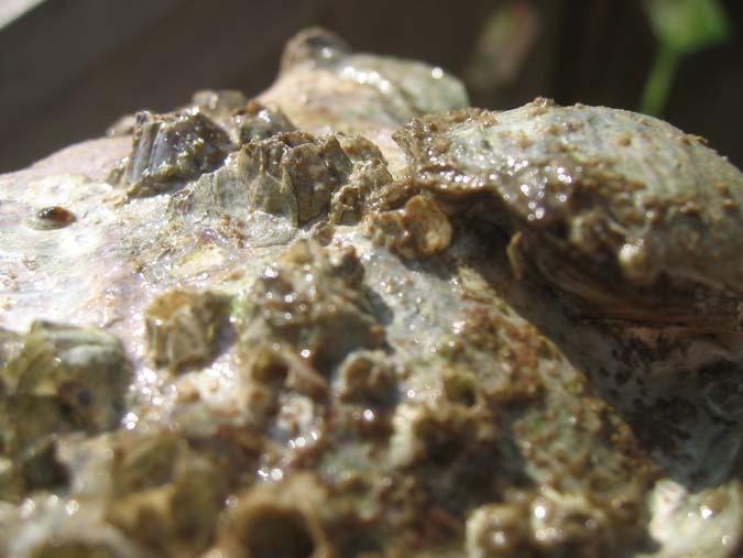 Ostrea conchaphila: Larval Settlement and Recruitment on Shells of Living Pacific Oysters (Crassostrea gigas) Juvenile recruitment on adult Olympia oysters / Ostrea Juvenile
