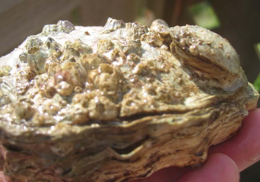 Examination of Pacific oyster (Crassostrea gigas) shells from mariculture facility for attached Olympia