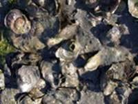 LARGE-SCALE RESTORATION OF OLYMPIA OYSTERS IN PUGET