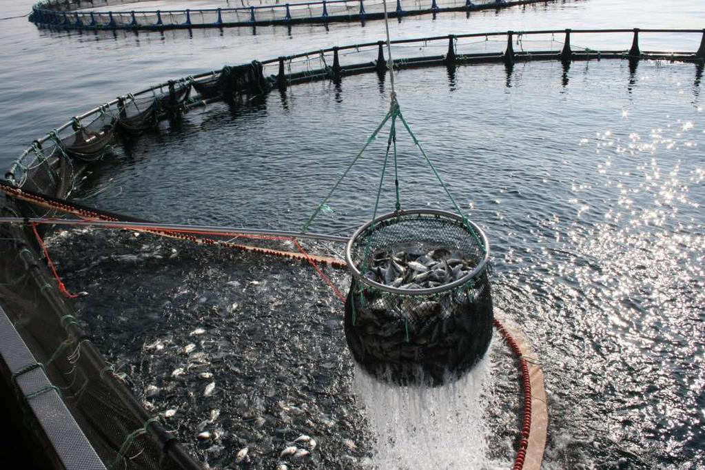 Aquaculture Aquaculture has a more territorial approach so FLAGs may have a more important role here.