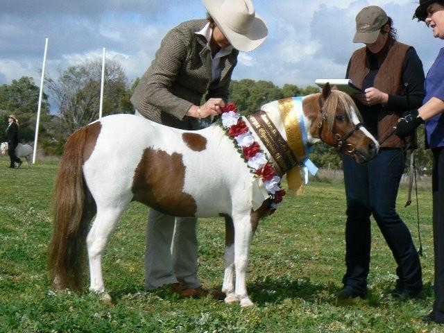 Presents the Ultimate 10.2hh and under show 20th November 2011 Perth Horse and Pony Club Herdsman (NO HAY ON GROUNDS) Start Time 8.