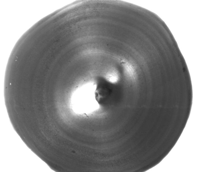 A B C D E F Figure 11: Images of vertebrae from a 191 cm FL female blue shark