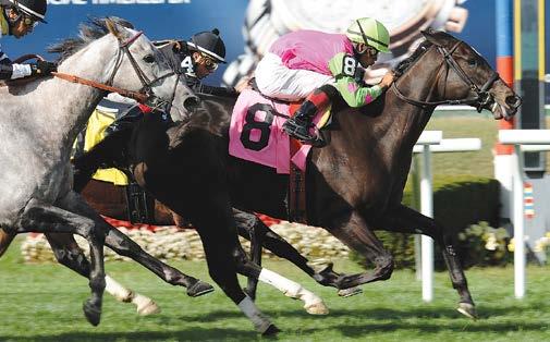 Turf Games Effie Trinket figures to be heaviest favorite of Big Apple Showcase NYRA Photo/Chelsea Durand Effie Trinket makes her third start of 2014, and seeks her fourth stakes win at Belmont, for