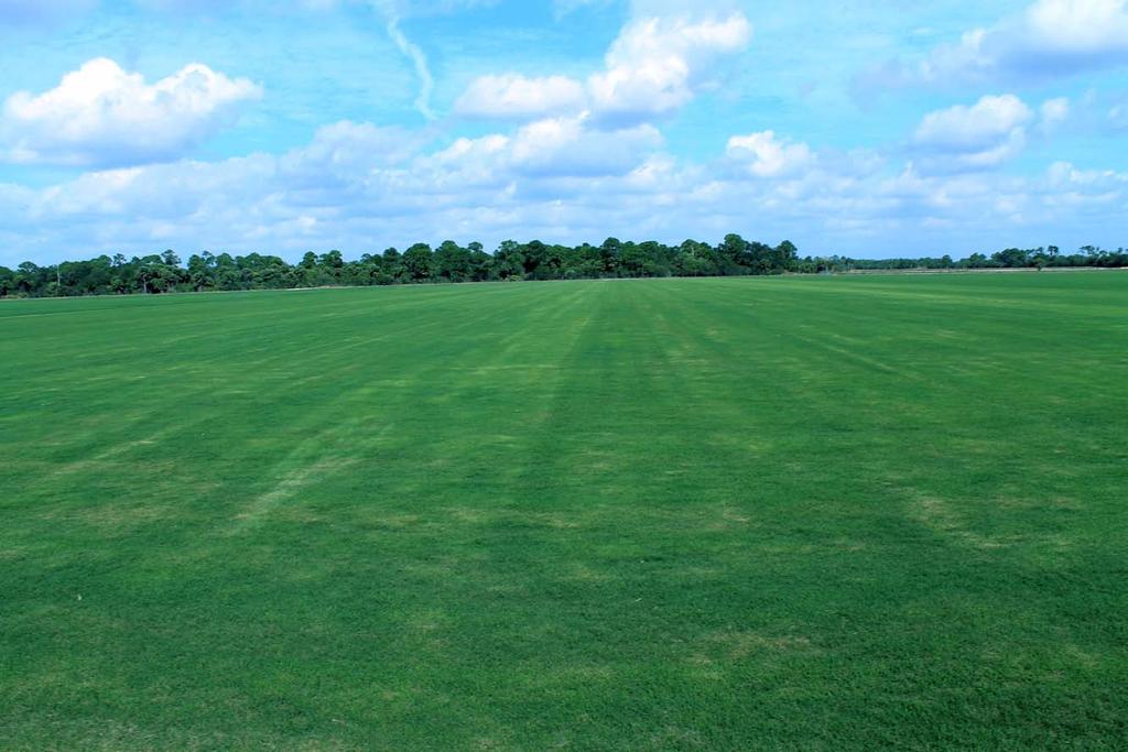 One of our fields ready for harvest. We also have TifWay 419, and varieties of Zoysia and At. Augustine.