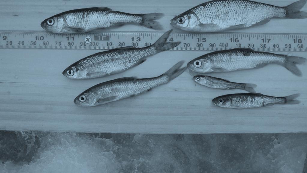 VT Baitfish Regulations Review Update: Comprehensive Evaluation of Fish Pathogens & Aquatic Nuisance Species (ANS) PRESENTATION TO