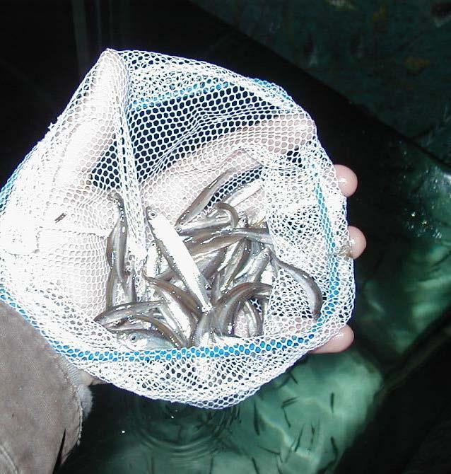 ) Vermont s regulations were able to require the immediate stoppage, destruction, and disinfection of baitfish at Hog Island Wholesale at the owners expense.