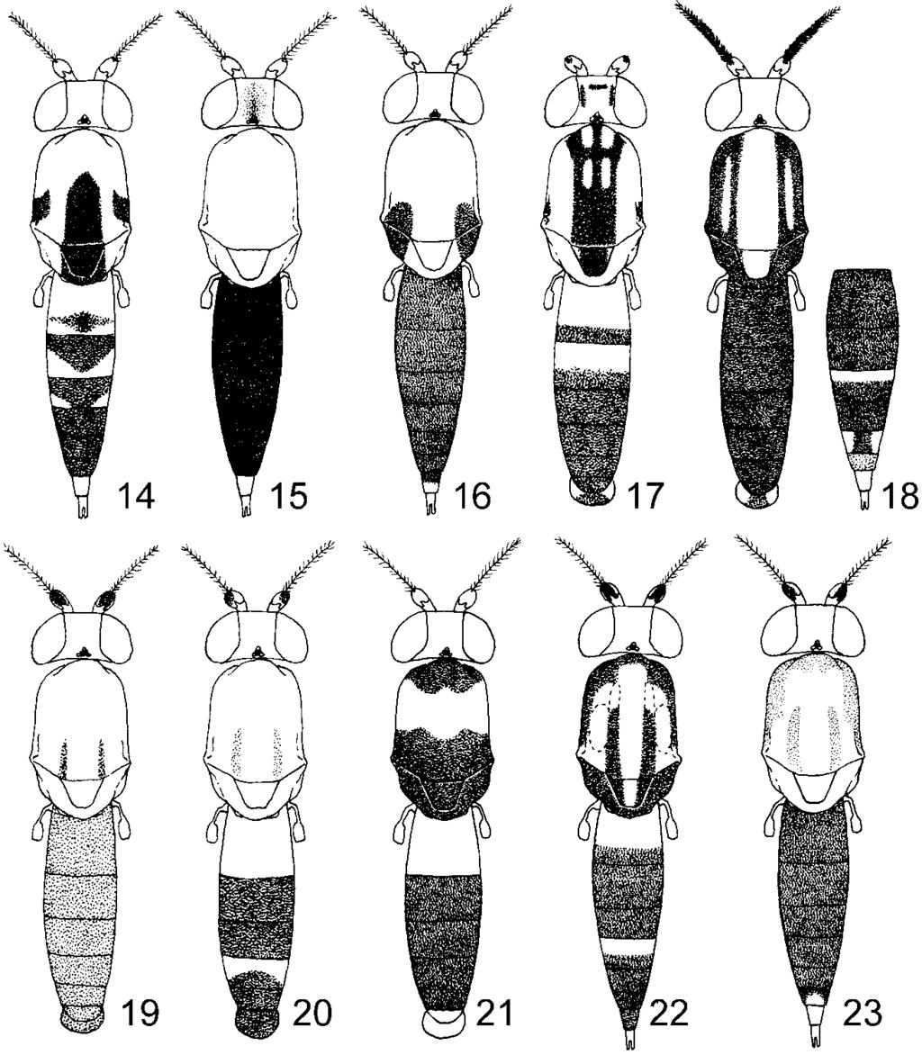 Figs 11 13: heads. 11 Chaetoclusia richardfreyi (Soós, 1962); 12 C. bakeri Coquillett, 1904; 13 C. sabroskyi (Soós, 1962). costal break distinct. Vein R 1 setulose dorsally. Cell bm closed.