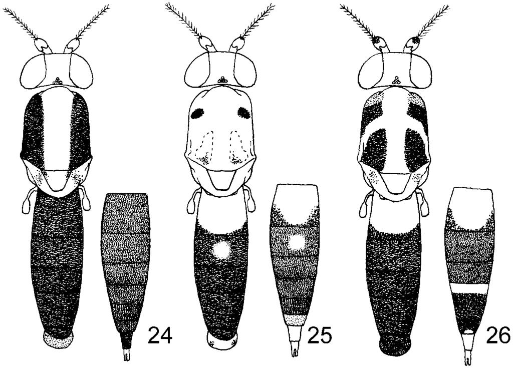 Figs 24 26: Dorsal colouration. 24 Chaetoclusia xanthops (Williston, 1896), male (left) and female abdomen (right);