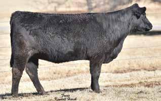 YW: 1,194 OFFERED BY: HAYHOOK CATTLE CO. AI d 5.16.18 to MAGS Zodiac. PE d 5.28.18 to.21.18 to MCBN 226Z, double homozygous son of MAGS Xukalani.