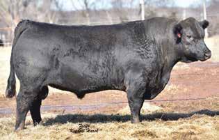 YW: 1,143 OFFERED BY: WIES LIMOUSIN RANCH 2018 NAILE MOE Division Champion Bull. He s an 81% Limousin who is homozygous polled.
