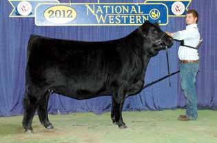 YW: 1,271 OFFERED BY: HAYHOOK CATTLE CO. Homozygous Polled and homozygous black.